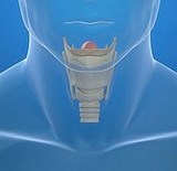 Le larynx dans le chant